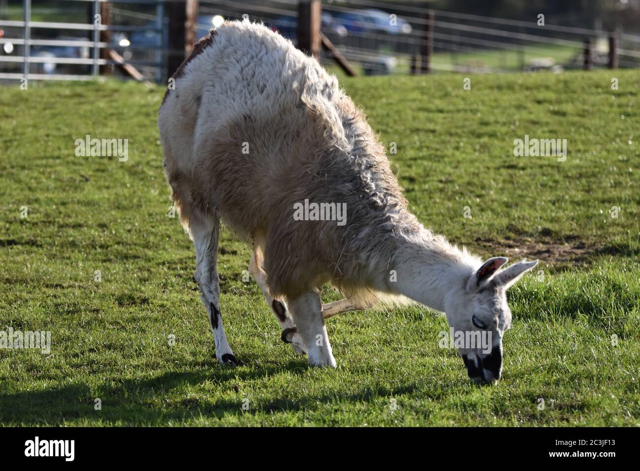 A Llama à Noah's Ark Zoo Farm Bristol Banque D'Images