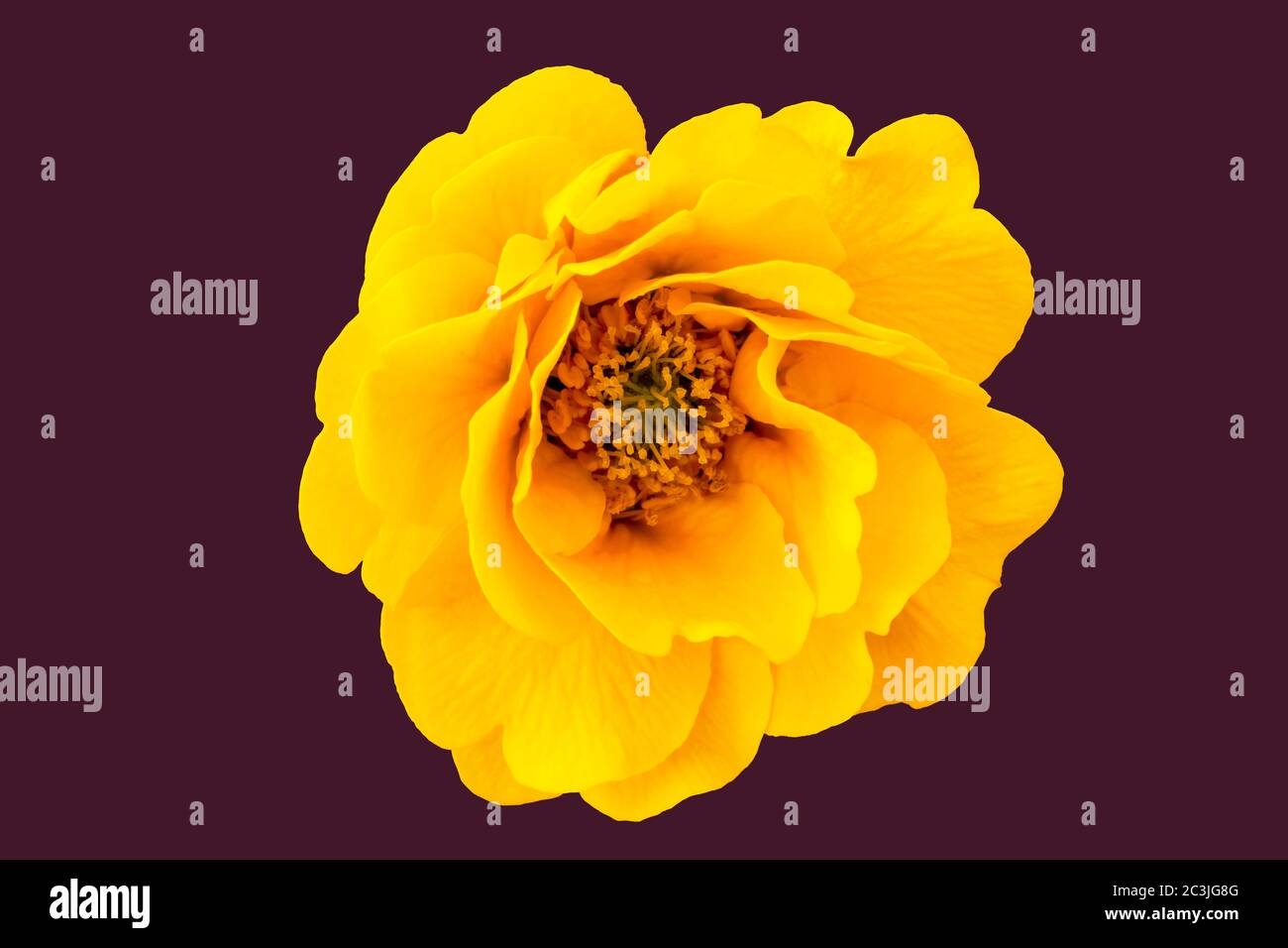 Fleur jaune isolée avec fond noir Uni. Banque D'Images