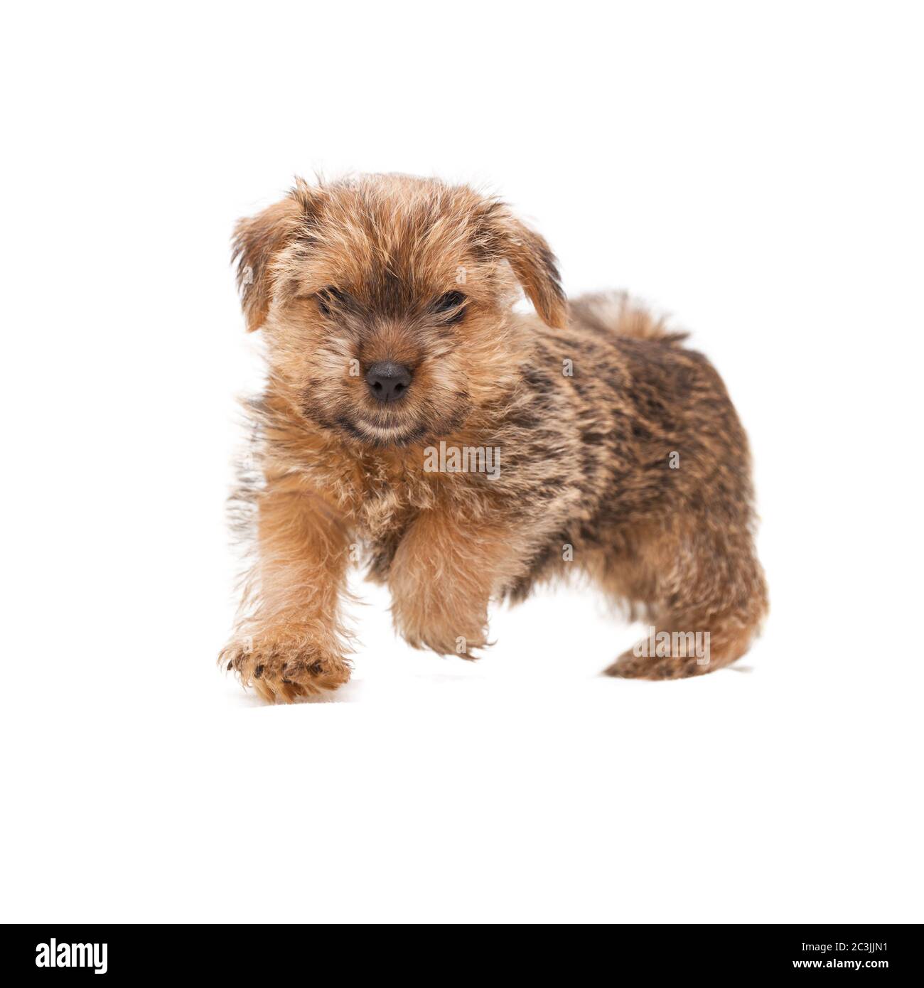 Petit chiot mignon Norfolk Terrier courant plein visage isolé sur fond blanc Banque D'Images