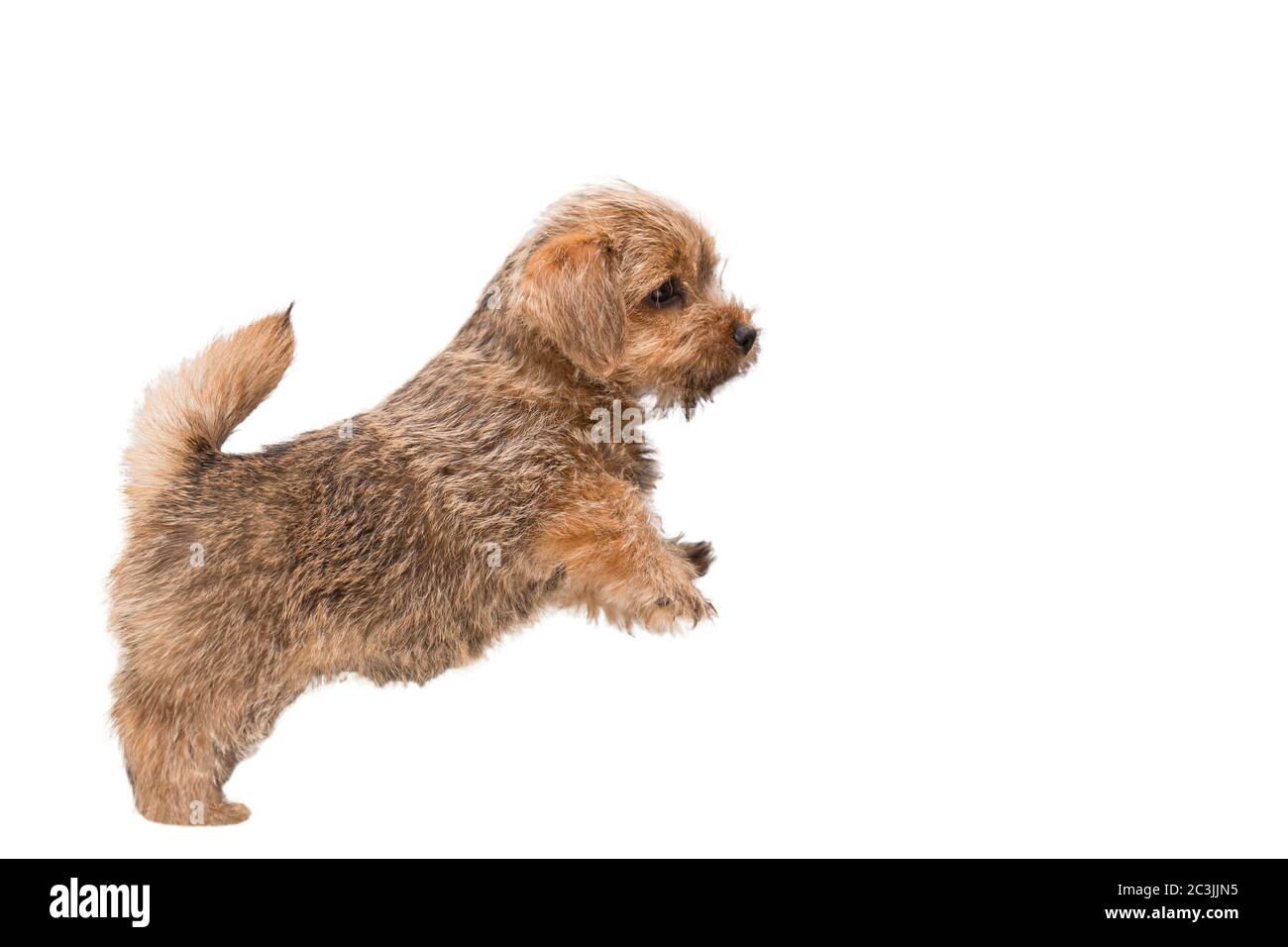 Le charmant chiot Norfolk Terrier se trouve sur ses pattes arrière, vue sur le profil. Isolé sur fond blanc Banque D'Images
