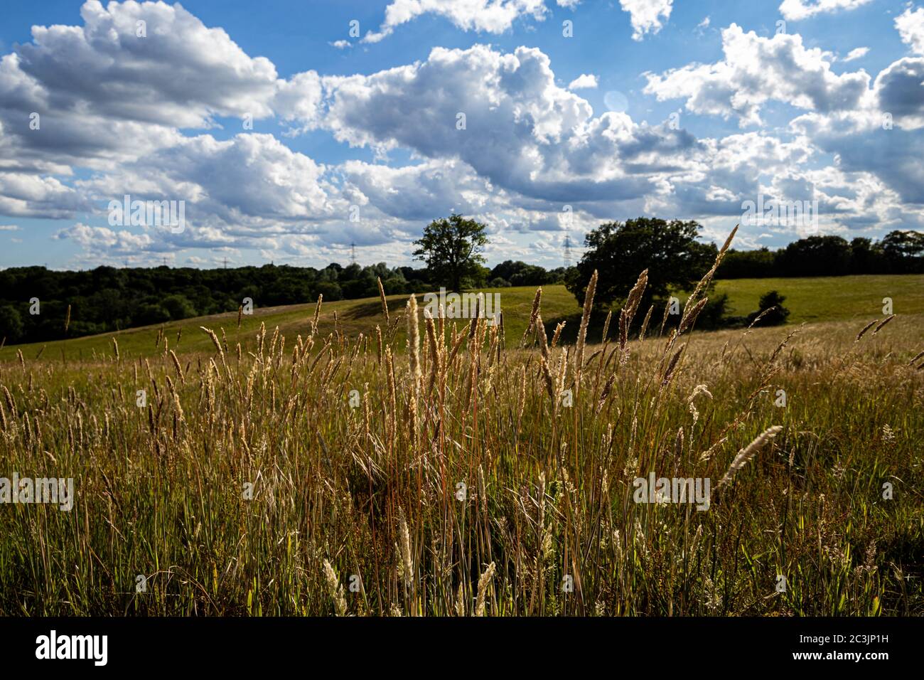 Champ de foin Banque D'Images