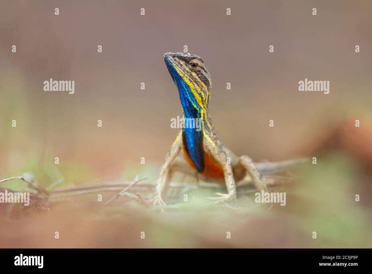 Reptile de lézard sauvage à gorge éventail (sarada superba) dans le plateau laterite de Kaas, Chalukewadi près de Satara, Maharashrta, Inde Banque D'Images