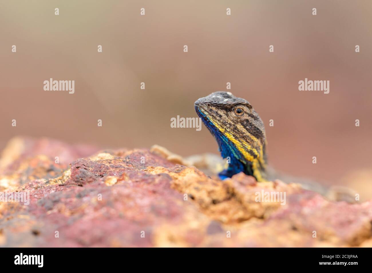 Reptile de lézard sauvage à gorge éventail (sarada superba) dans le plateau laterite de Kaas, Chalukewadi près de Satara, Maharashrta, Inde Banque D'Images