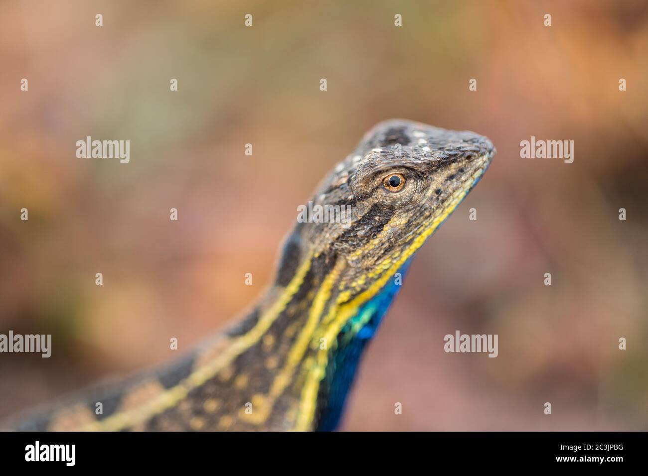 Reptile de lézard sauvage à gorge éventail (sarada superba) dans le plateau laterite de Kaas, Chalukewadi près de Satara, Maharashrta, Inde Banque D'Images