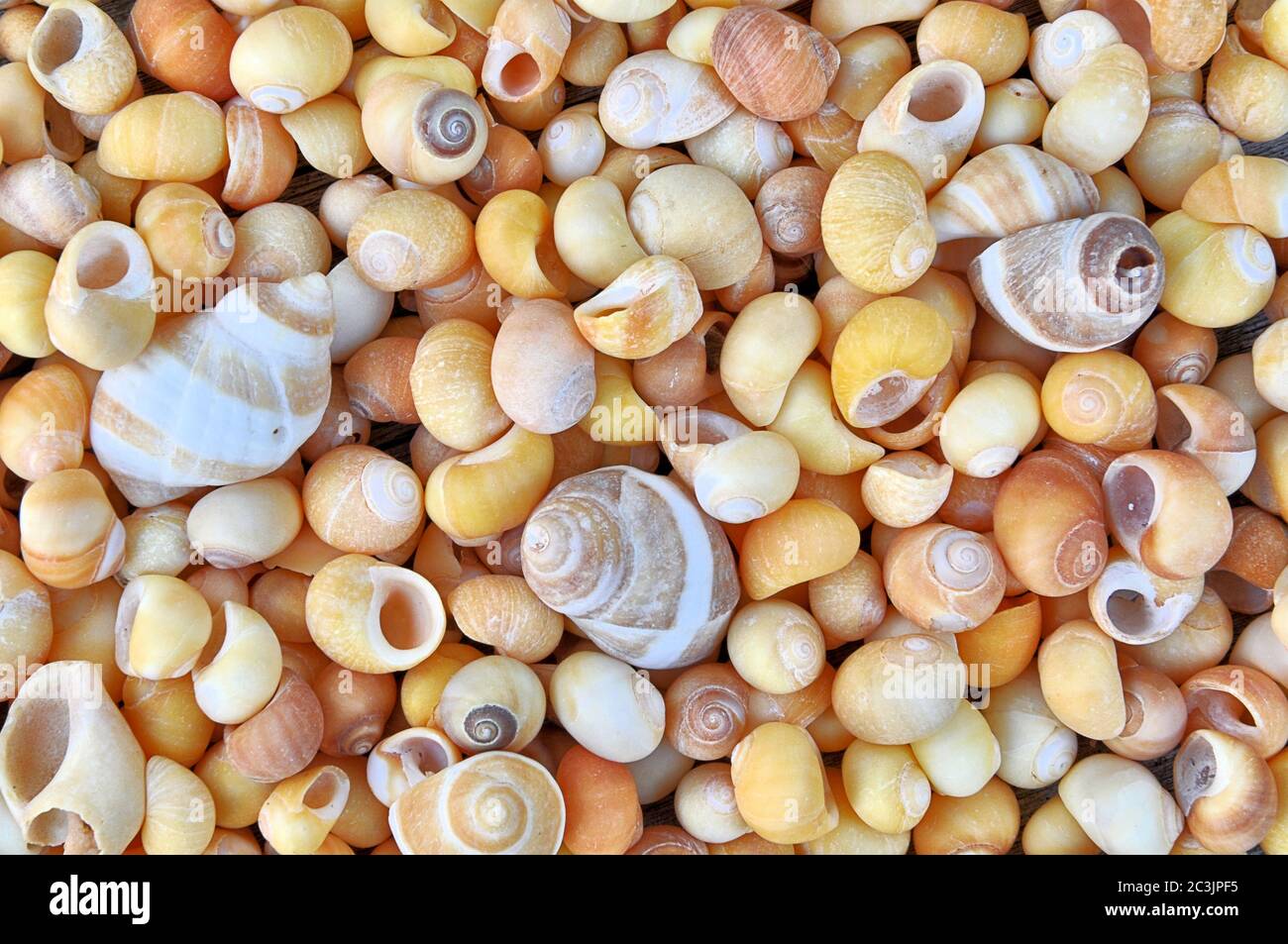 Gros plan de la collection colorée de différentes coquilles periwinkle (Littorina) recueillies des plages de la Nouvelle-Angleterre. Variété de couleurs, de tailles et de formes. Banque D'Images