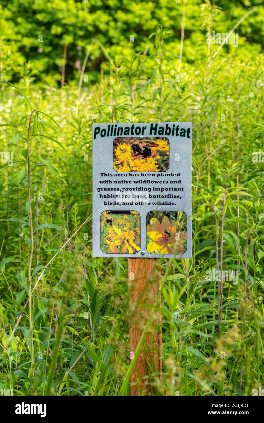 Panneau pour l'habitat du pollinisateur dans un pré forestier national protégé au Kentucky, États-Unis Banque D'Images
