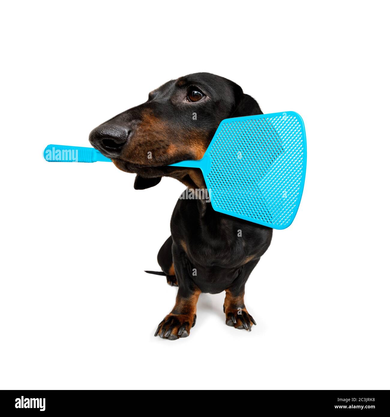chien de dachshund considérant le problème des insectes de tiques et des puces , près de rayer sa peau ou sa fourrure , isolé sur fond blanc, avec une mouche balancelle Banque D'Images