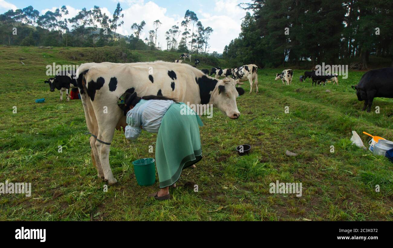 Zuleta, Imbabura / Equateur - novembre 9 2018: Femme Zuleta indigène qui se croupe à côté de la vache Holstein en faisant ses pis pendant que le lait tombe dans un buc vert Banque D'Images
