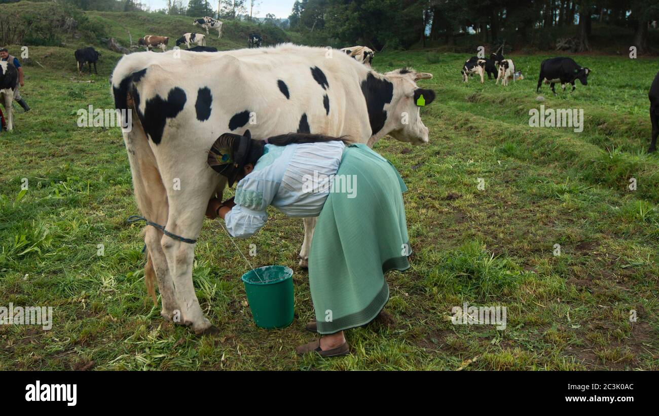 Zuleta, Imbabura / Equateur - novembre 9 2018: Femme Zuleta indigène qui se croupe à côté de la vache Holstein en faisant ses pis pendant que le lait tombe dans un buc vert Banque D'Images