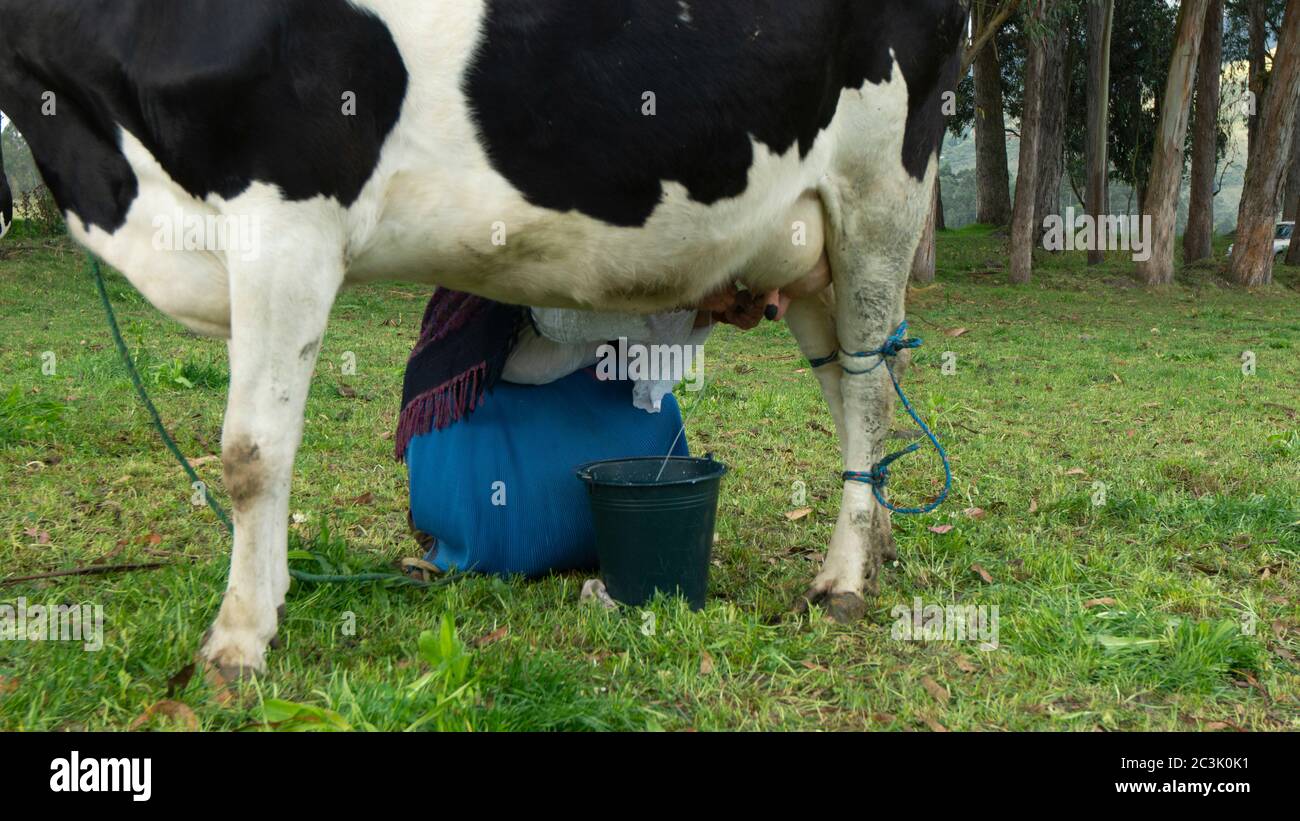Femme indigène qui traite une vache Holstein au milieu d'un champ avec de l'herbe verte Banque D'Images