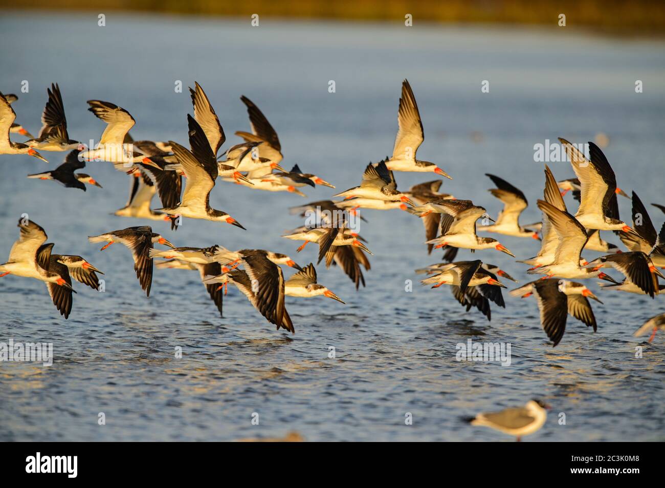 Black Skimmer (Rynchops niger), parc national de Goose Island, Texas, États-Unis Banque D'Images