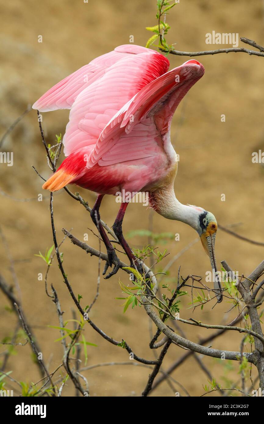 Roseate spoonbill (Platalea ajaja), Rookery Smith Oaks Audubon, High Island, Texas, États-Unis Banque D'Images