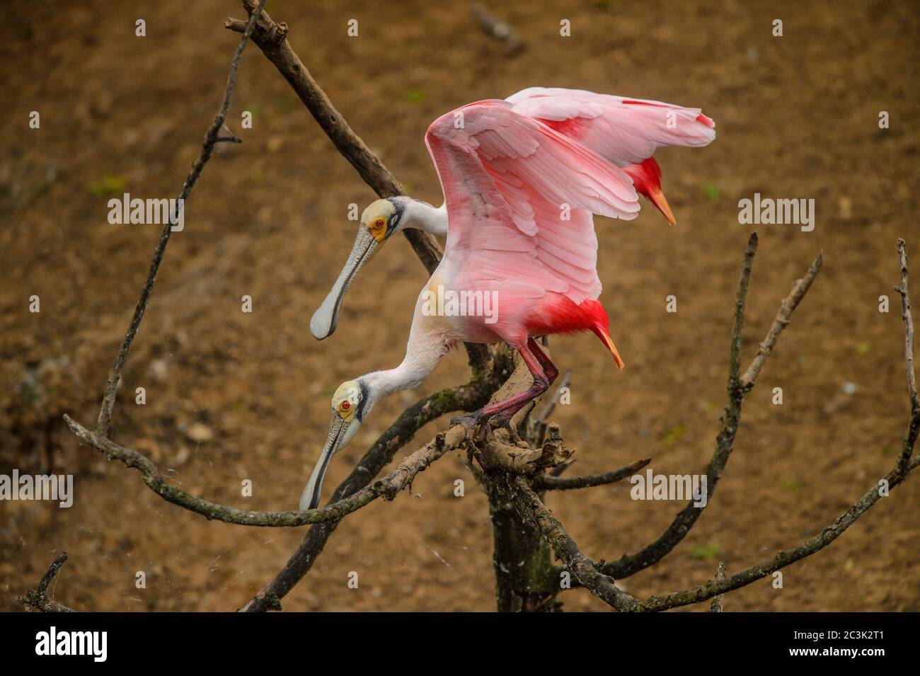 Roseate spoonbill (Platalea ajaja), rookery Smith Oaks Audubon, High Island, Texas, États-Unis Banque D'Images