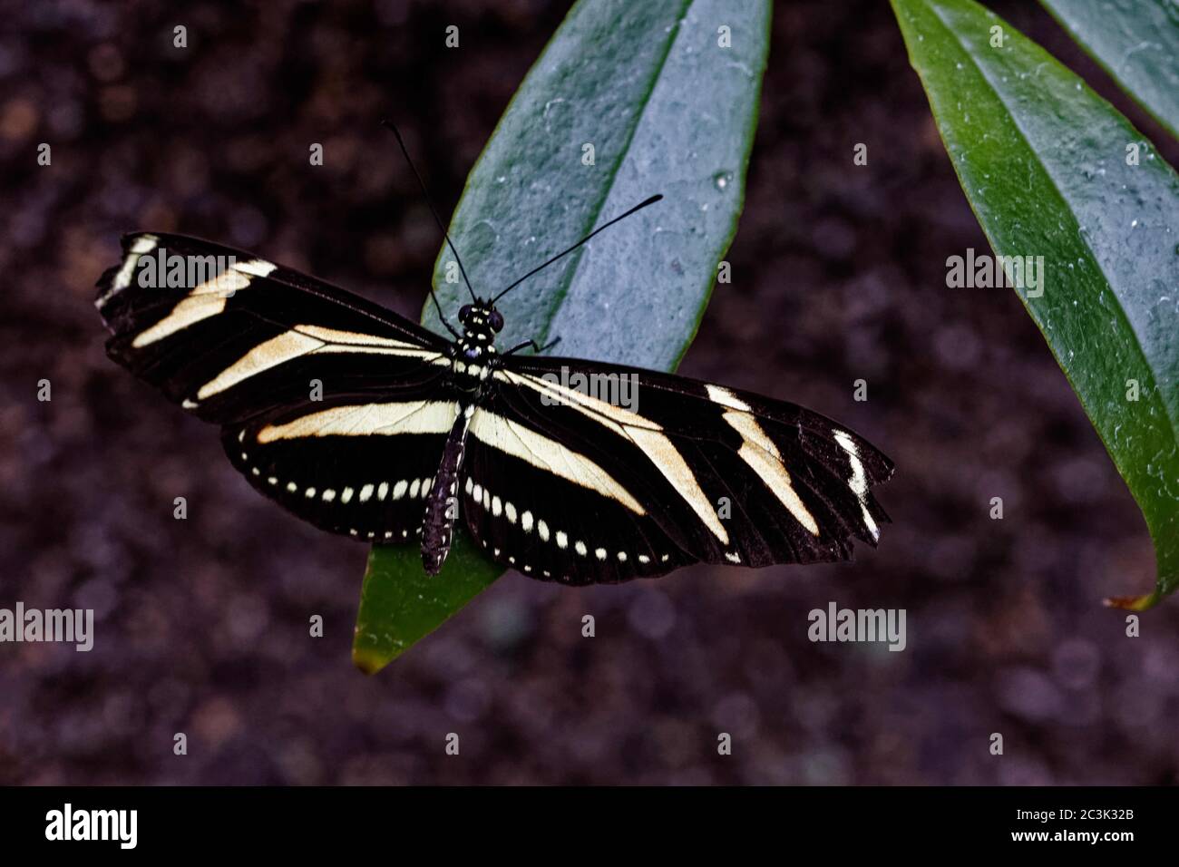 Heliconius chytonia, la zébrée à longue ou zébrée heliconian, est une espèce de papillon appartenant à la sous-famille Heliconiinae. Banque D'Images