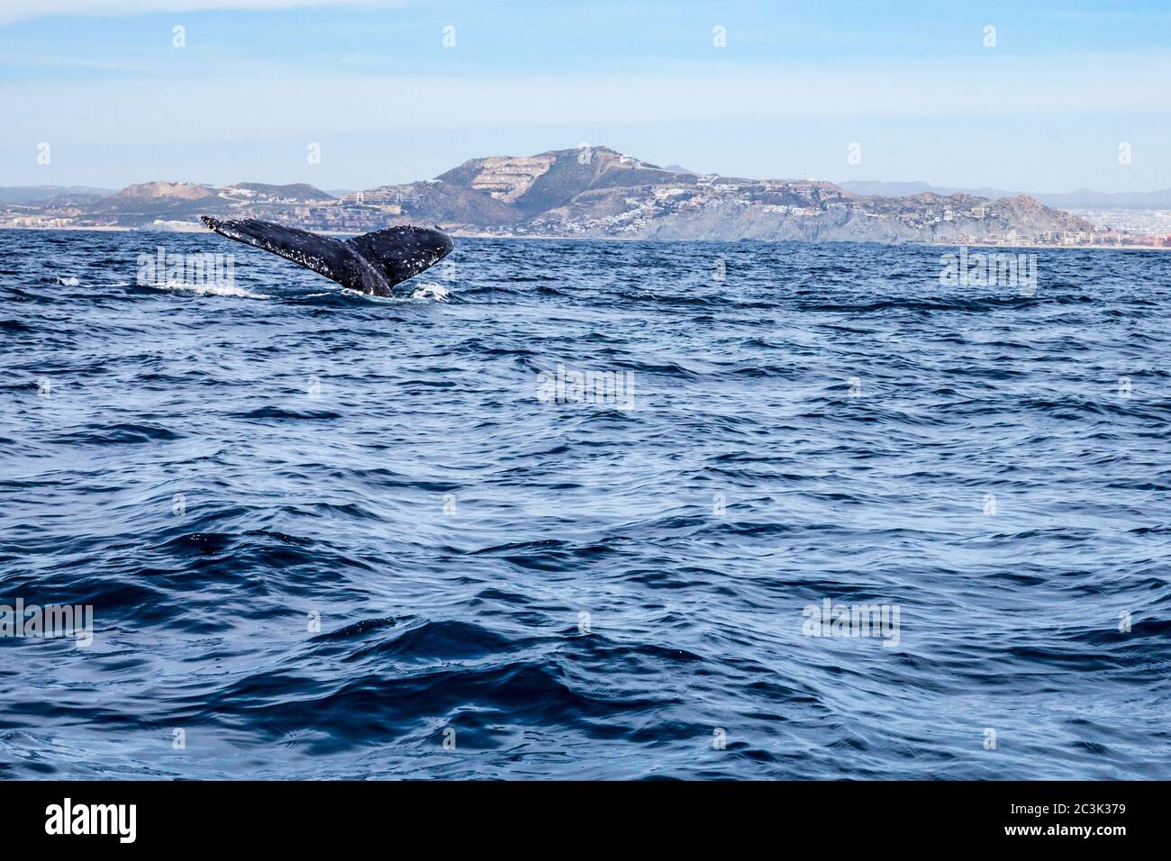 La queue d'une baleine à bosse qui plonge au large de la côte de Cabo San Lucas, Baja California sur, Mexique. Banque D'Images