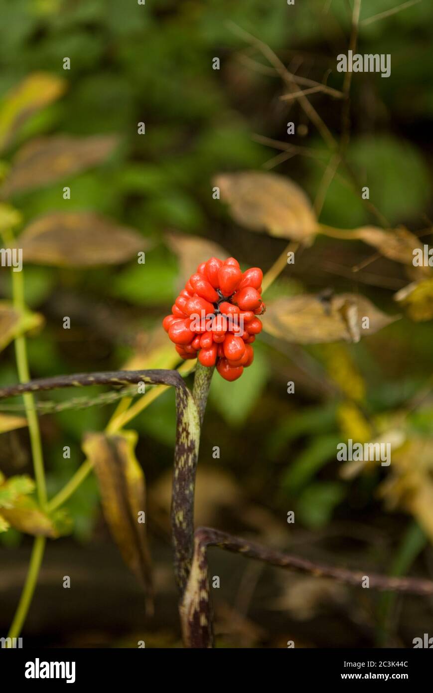 Jack in the Pulpit, Jack, fruit, baie rouge, herbe automne, Ontario; Banque D'Images