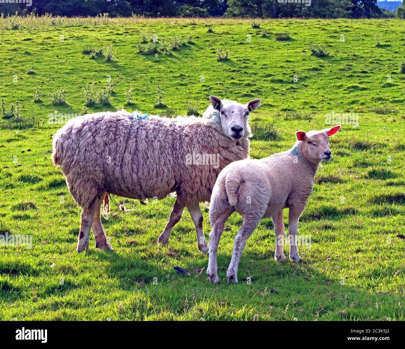 Mouton avec agneau de printemps, champ de fermiers, Cheshire, Angleterre, Royaume-Uni Banque D'Images