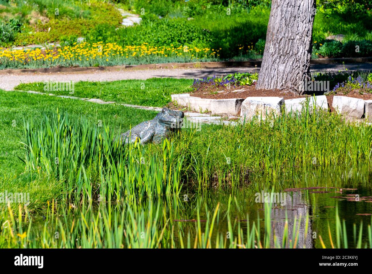 Grenouille décorative à côté d'un lac dans le jardin botanique de Steamboat Springs. Photo de haute qualité Banque D'Images
