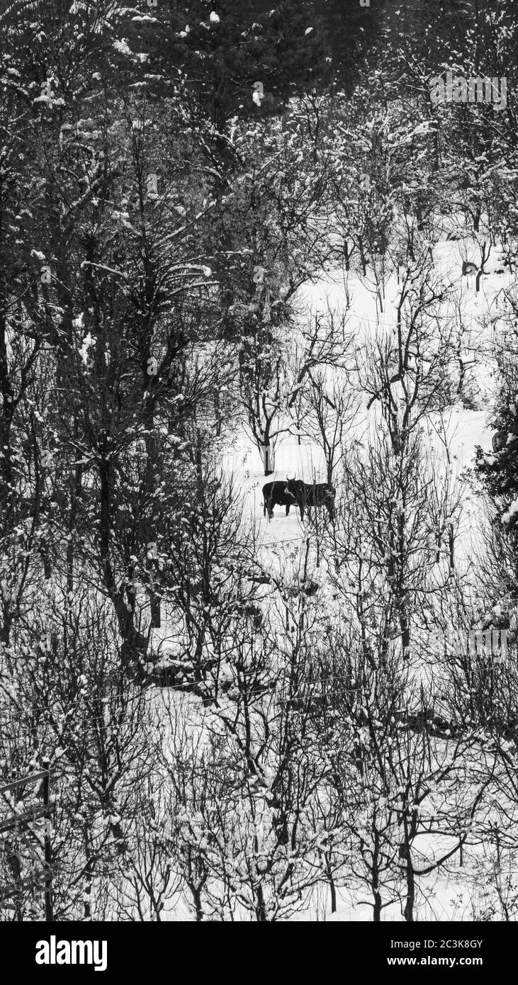 Vue panoramique de deux vaches debout au milieu de fermes sans vie pendant les hivers Banque D'Images