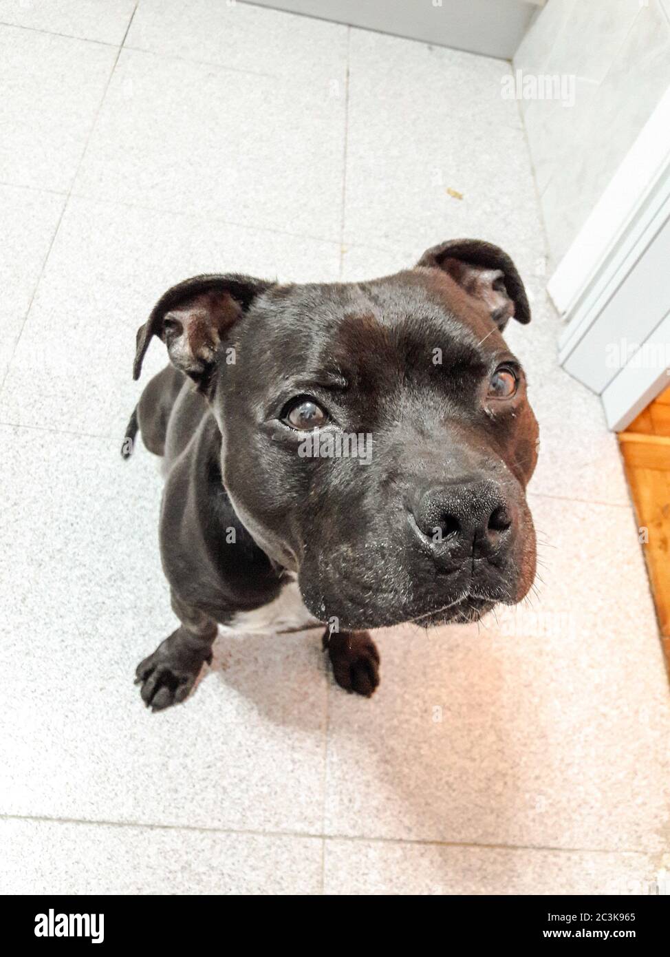 Gros Plan D Un Petit Taureau Noir A Fosse La Camera Photo Stock Alamy