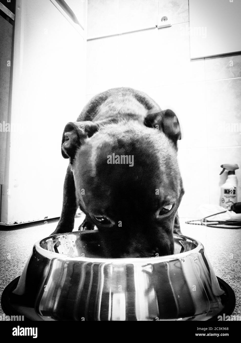Plan Vertical En Niveaux De Gris D Un Bebe Pit Bull Buvant Du Lait D Un Bol En Metal Photo Stock Alamy Plan Vertical En Niveaux De Gris D Un Bebe Pit Bull Buvant Du Lait D Un Bol En Metal Photo Stock Alamy