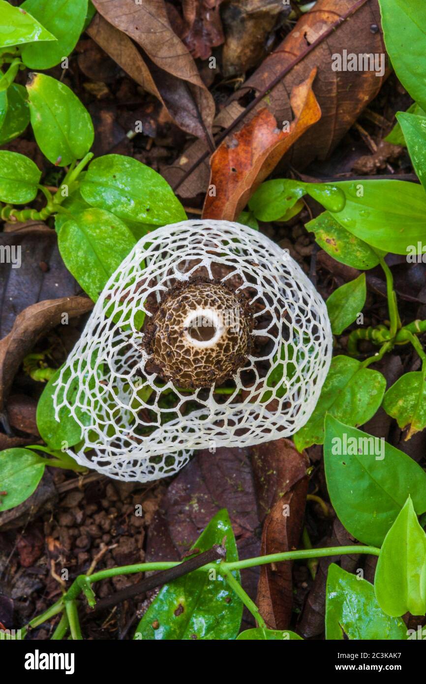 Champignon ou champignon de la veine mariée, Dictyophora multicolore, ou Phallus indusiatus, au centre néotrope de Sarapiqui au Costa Rica. Banque D'Images