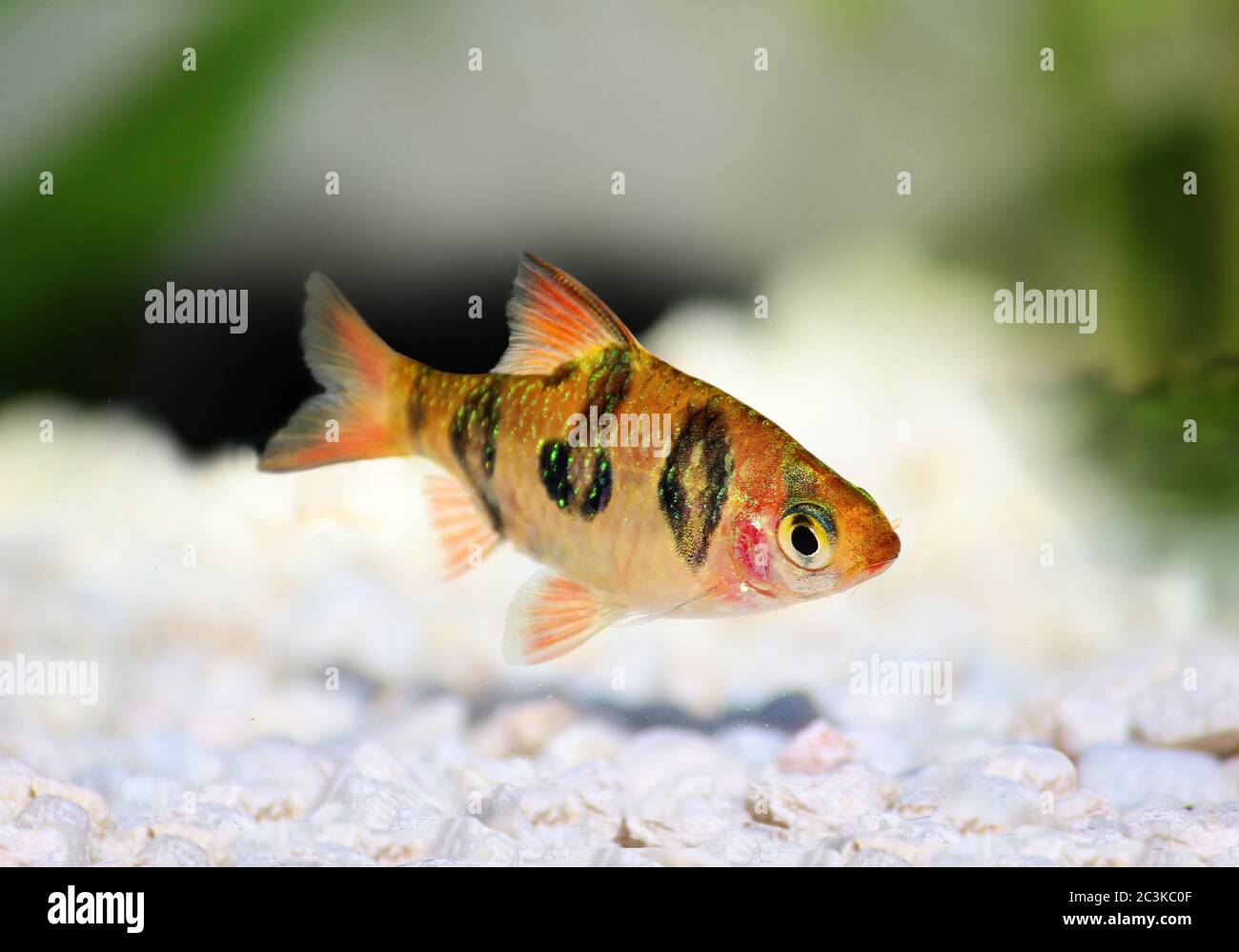 Poisson D Aquarium Rhombo Barb Puntius Rhomboocellatus D Eau Douce Tropicale Photo Stock Alamy Poisson D Aquarium Rhombo Barb Puntius Rhomboocellatus D Eau Douce Tropicale Photo Stock Alamy