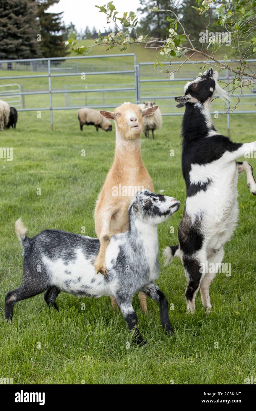 Les chèvres se tiennent sur les pattes arrière pour manger des feuilles d'un petit arbre dans le nord de l'Idaho. Banque D'Images