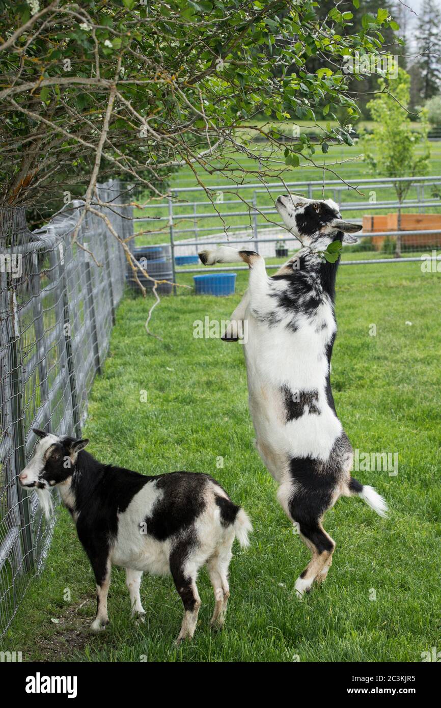 Les chèvres se tiennent sur les pattes arrière pour manger des feuilles d'un petit arbre dans le nord de l'Idaho. Banque D'Images