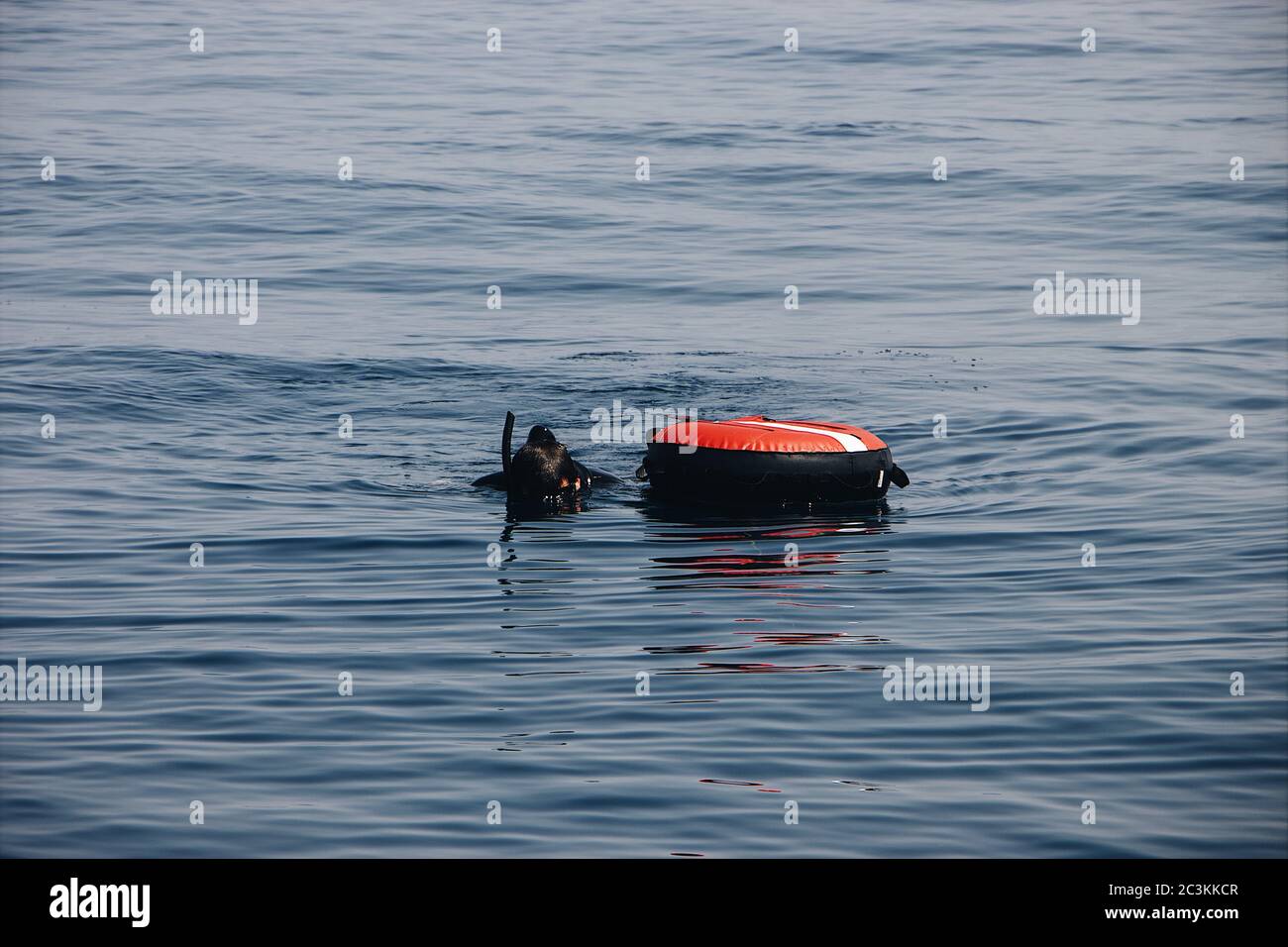 Personne plongée dans la mer avec un anneau gonflable Banque D'Images