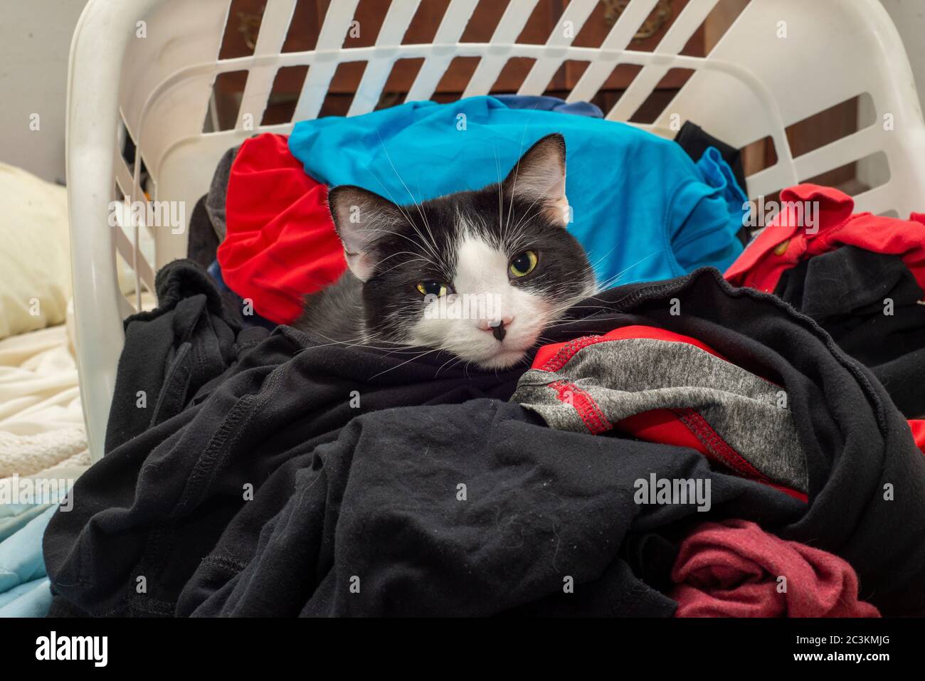 Chat noir et blanc dans le panier à linge Banque D'Images