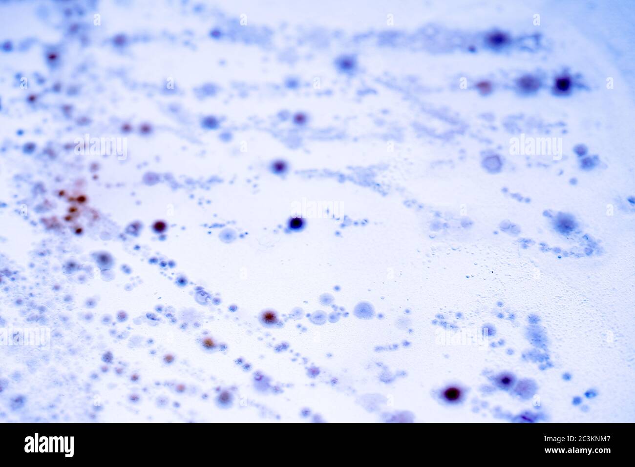 Culture De Bactéries dans Les Boîtes de Petri sur gel de gélose expérience scientifique. Banque D'Images