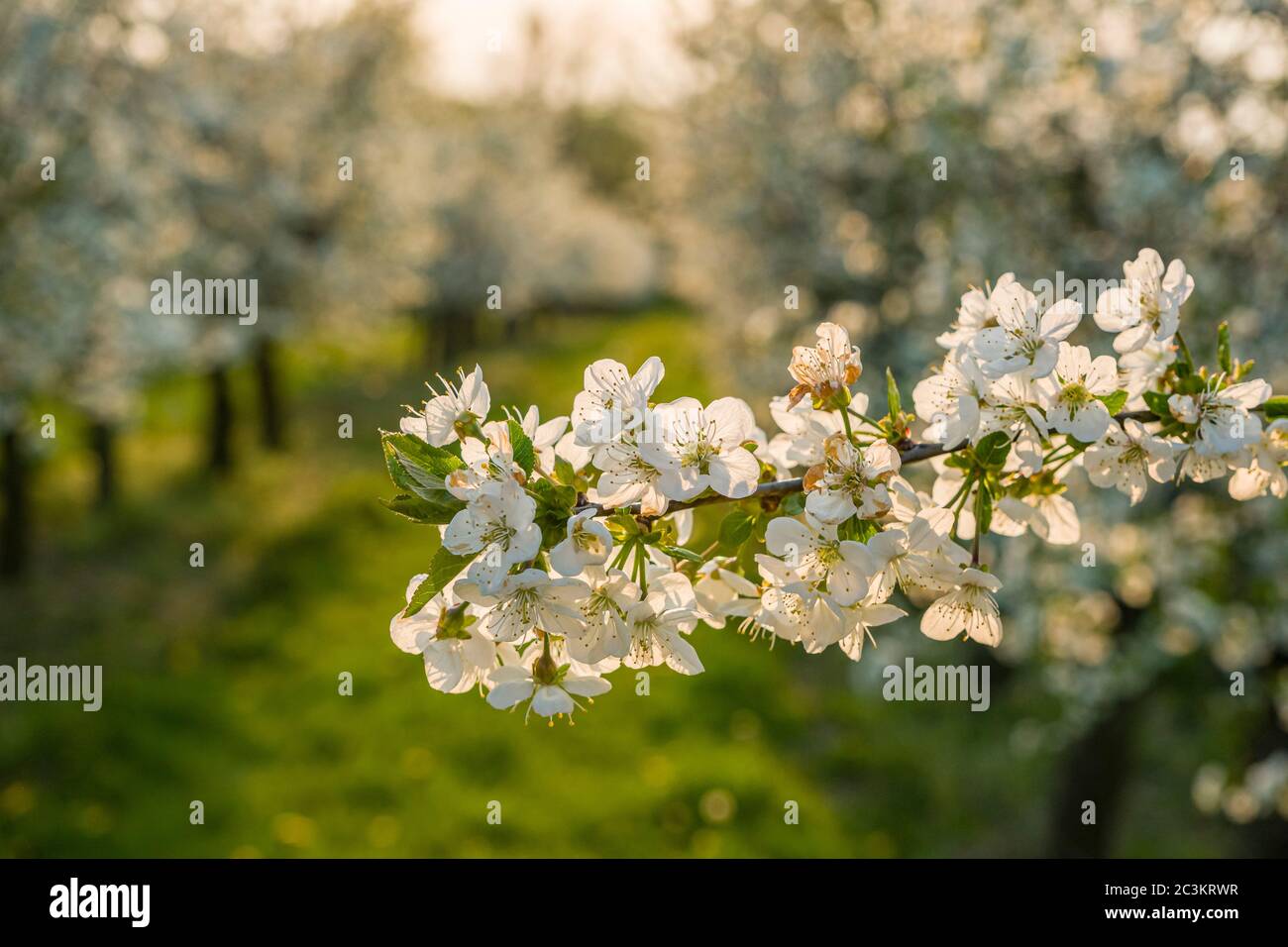 Fleurs d'un cerisier (prunus avium) dans un verger Banque D'Images