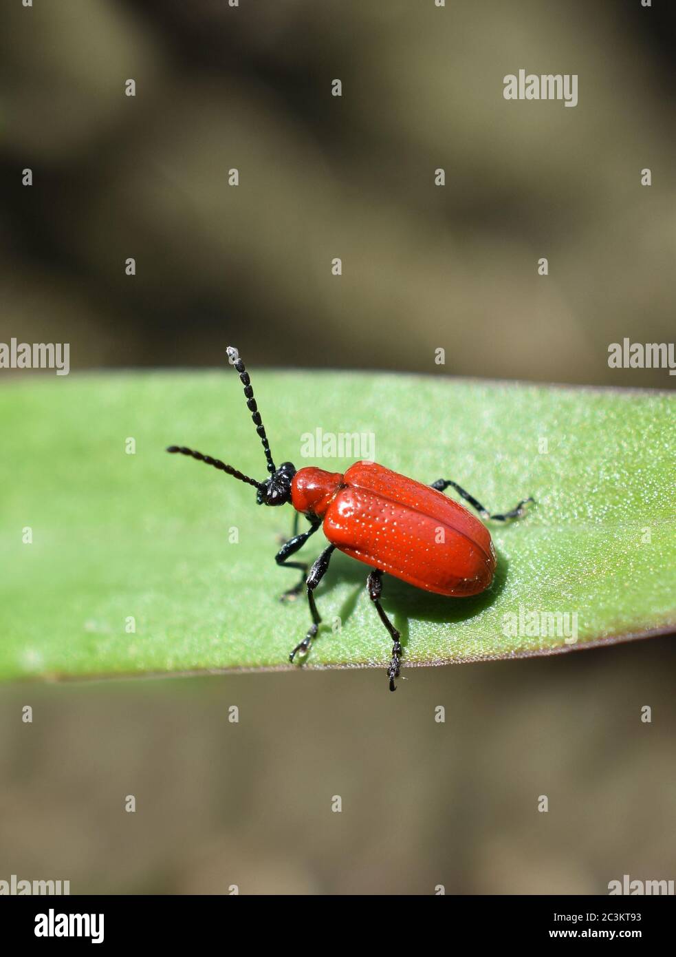 Insecte léoptère rouge Lilioceris lii sur une feuille Banque D'Images