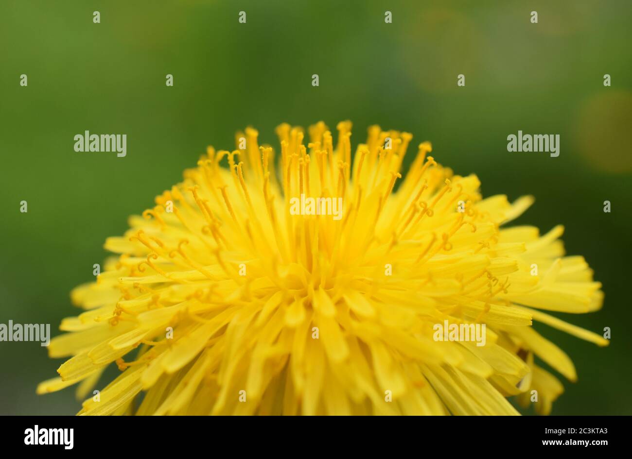 Gros plan sur une fleur de pissenlit jaune vif sur fond vert Banque D'Images