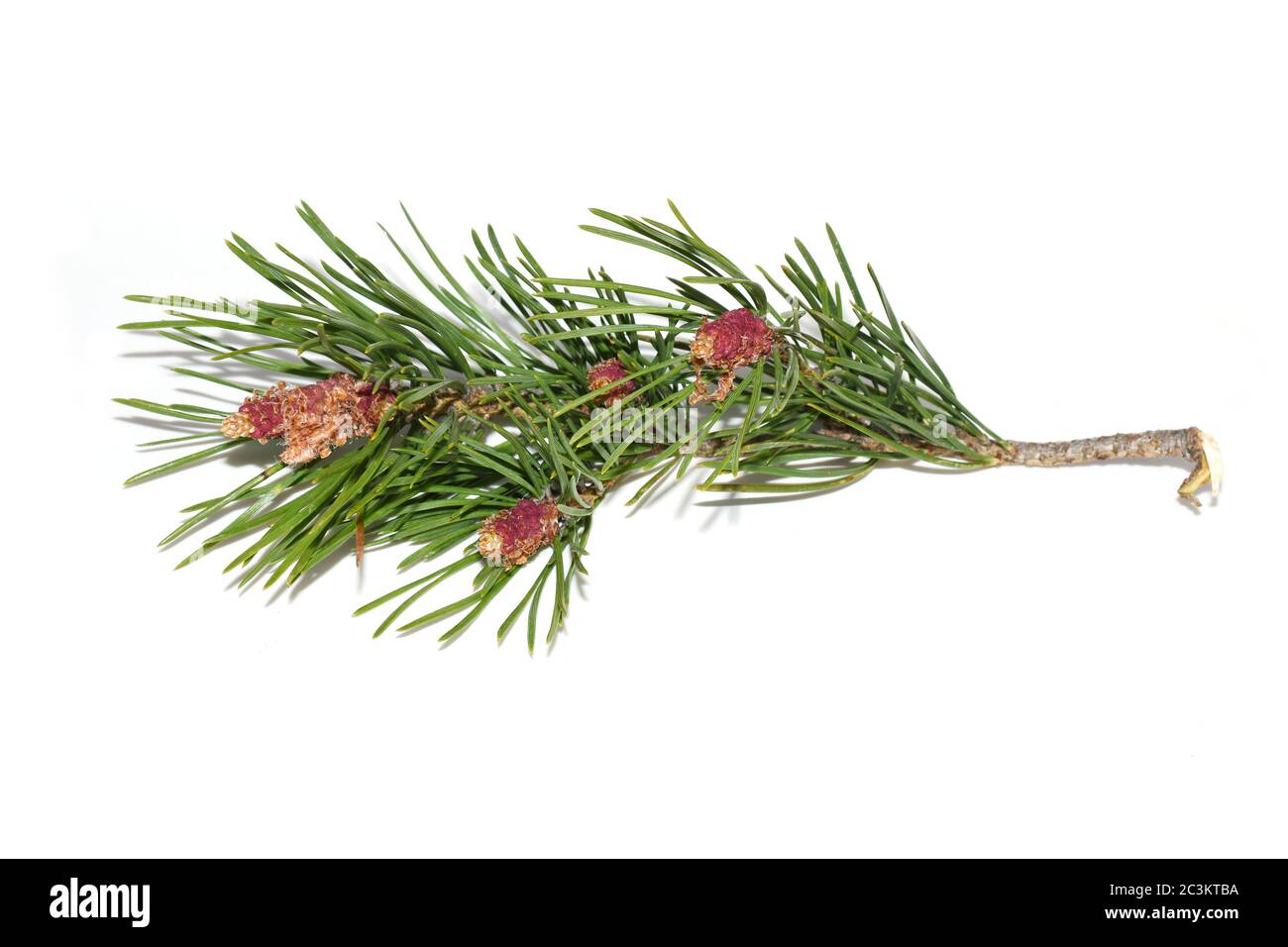 Branche de pin avec jeunes cônes rouges sur fond blanc Banque D'Images