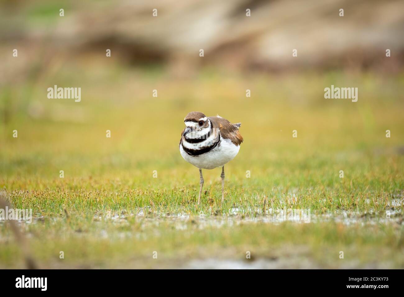 Killdeer(Charadrius vociferus) en marchant dans le marais Banque D'Images