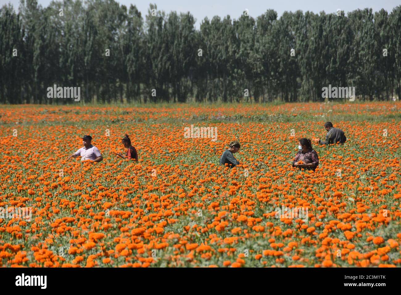 Shache, région autonome de Xinjiang Uygur en Chine. 16 juin 2020. Les agriculteurs cueillent des fleurs marigmées dans un champ du comté de Shache, dans la région autonome du Xinjiang, dans le nord-ouest de la Chine, le 16 juin 2020. L’un des dix derniers comtés du Xinjiang qui n’ont pas été sortis de la pauvreté, le comté de Shache accélère ses démarches pour faire reculer la pauvreté en plantant du marigot. Crédit: Li Zhihao/Xinhua/Alay Live News Banque D'Images