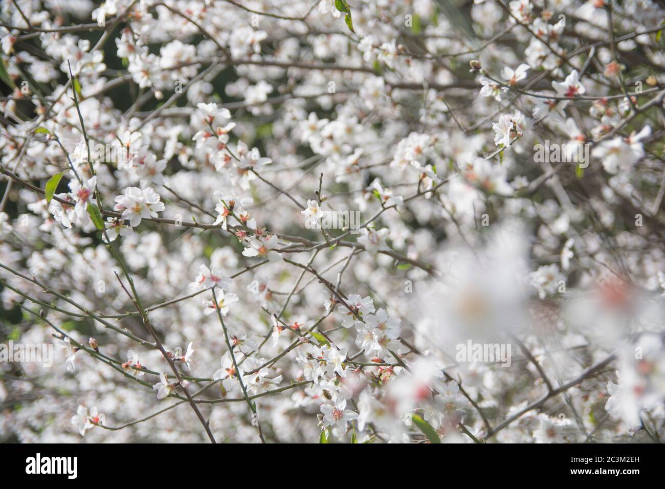 Fleurs des arbres d'Almond, Haïfa, Israël Banque D'Images