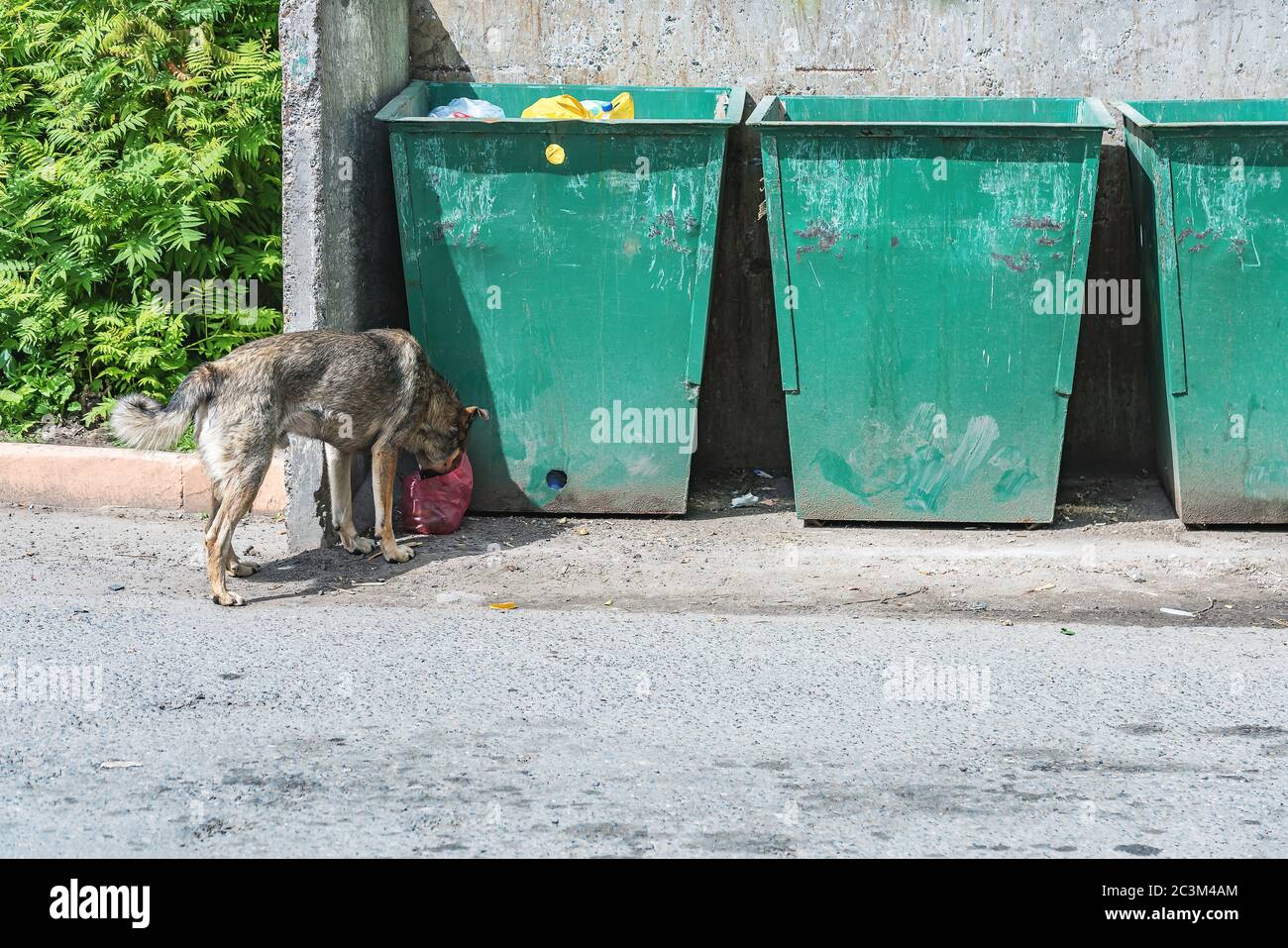 Sac poubelle pour chien Banque de photographies et d'images à haute  résolution - Alamy