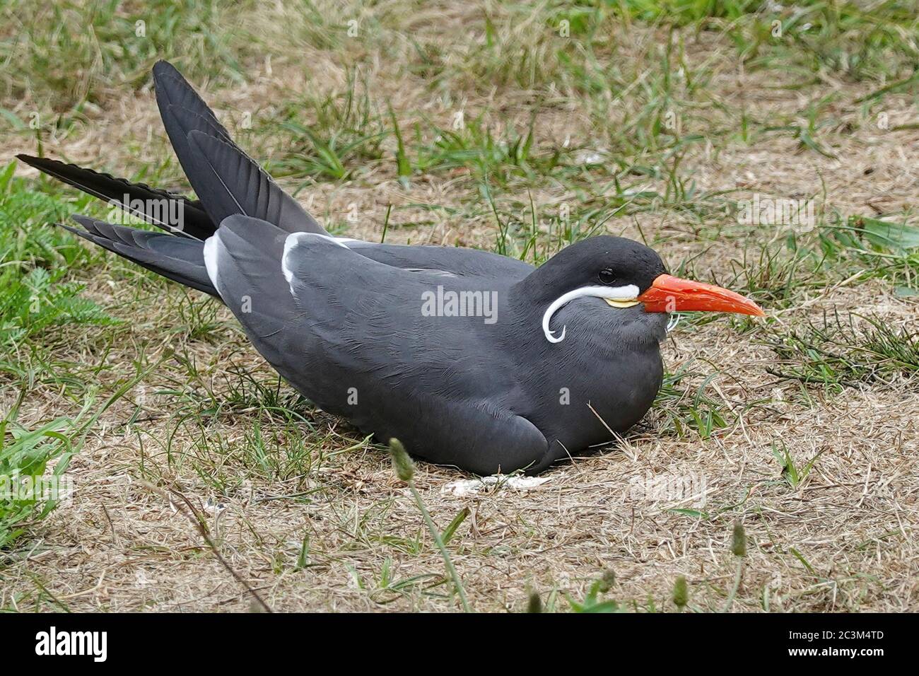 Inca Tern reposant sur le sol dans son habitat Banque D'Images