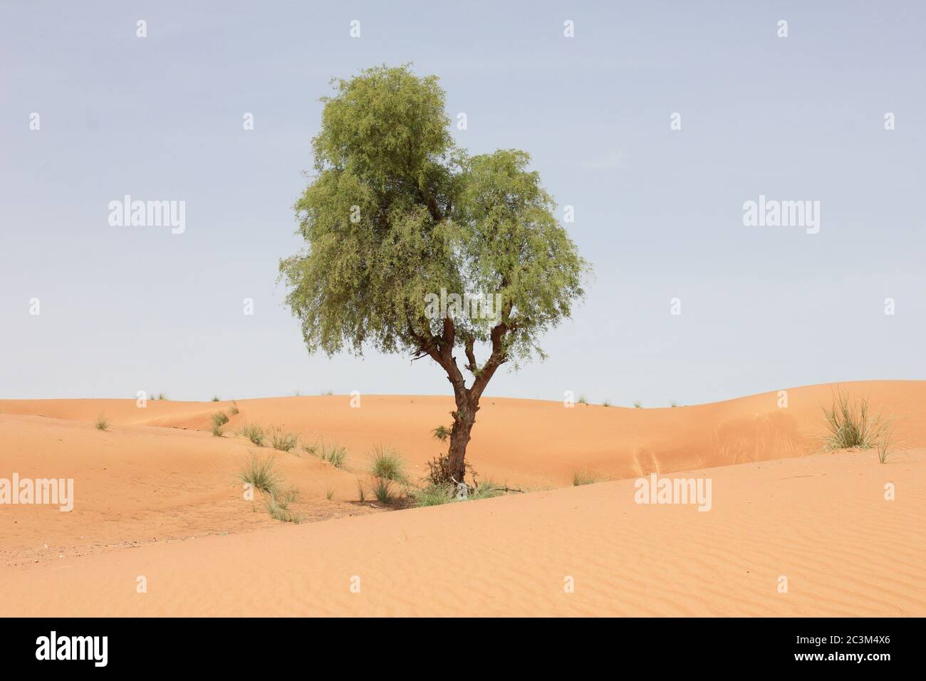 L'arbre « Ghaf » (Prosopis cineraria), résistant à la sécheresse et à feuilles persistantes, est sentinelle dans les dunes de sable arides du désert au Moyen-Orient. Banque D'Images