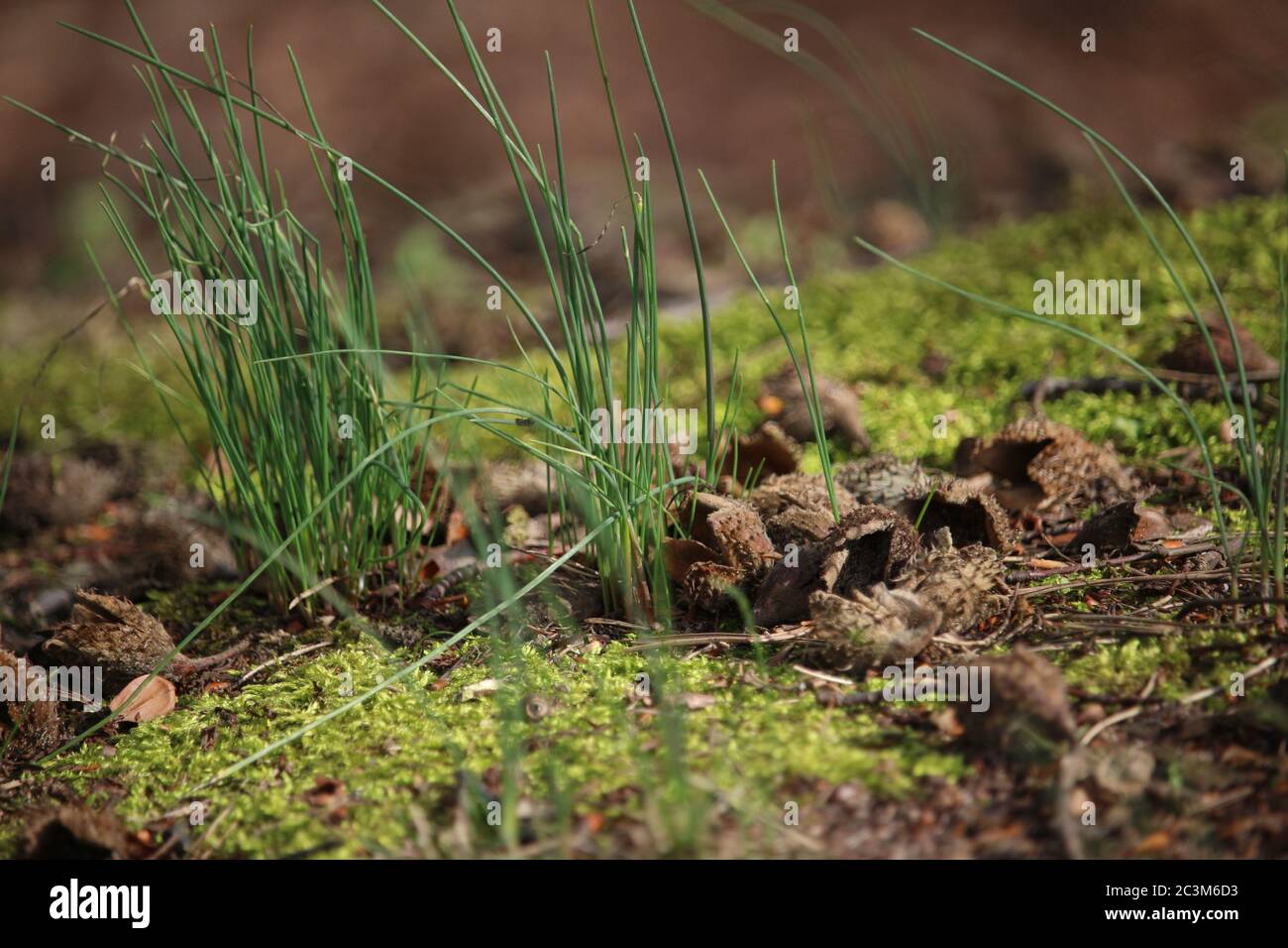 Herbe qui pousse de la mousse et entourée de coquillages d'acorns Banque D'Images