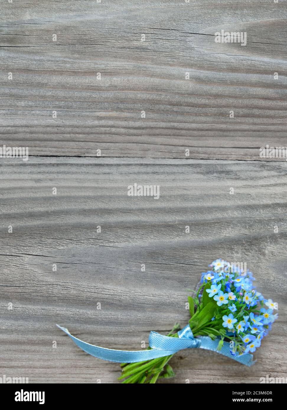 Petit bouquet de fleurs bleues Forget-me-Not, attaché un ruban bleu, sur fond gris de la vieille planche en bois, avec espace de copie Banque D'Images