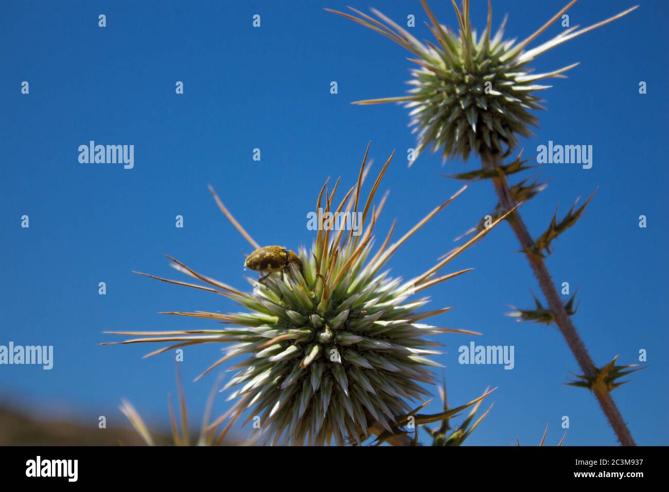 Bug coincé sur les épines d'Echinops. Parc forestier national du Cap Greco, Chypre. Banque D'Images