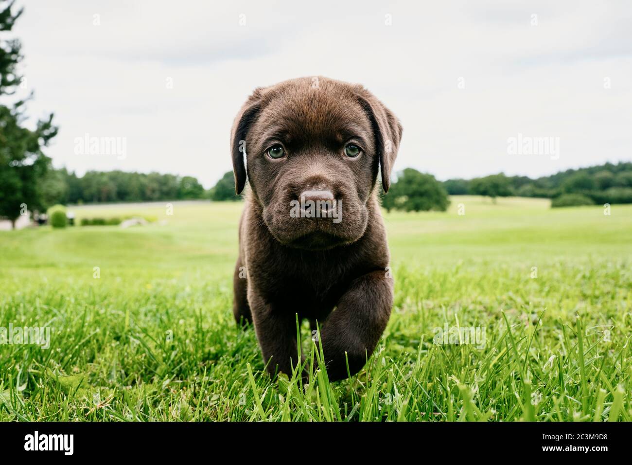 Chiot labrador Chocolat Banque D'Images