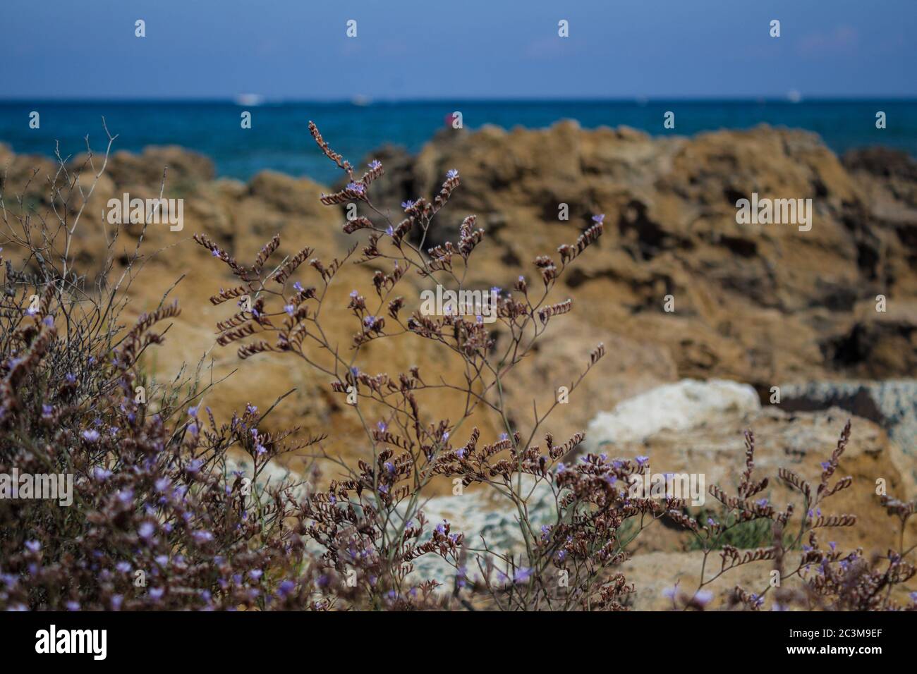 Herbes méditerranéennes sur le bord de mer. Protaras, Chypre. Banque D'Images