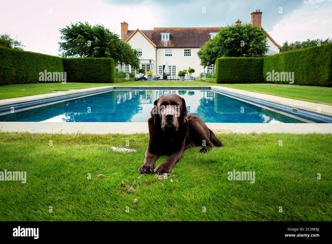 Chien Labrador au chocolat posé près d'une piscine et d'une maison Banque D'Images