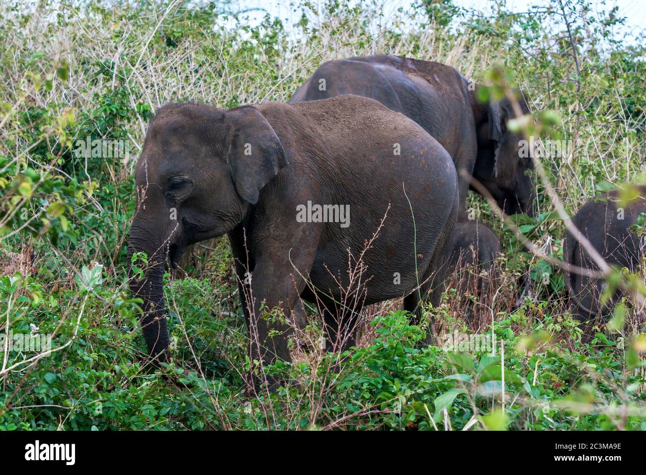Les éléphants paître parmi les terres de savane dans le parc national d'Uda Walawe. Ce parc national est situé à 21 km d'Embilipitiya, au Sri Lanka. Banque D'Images