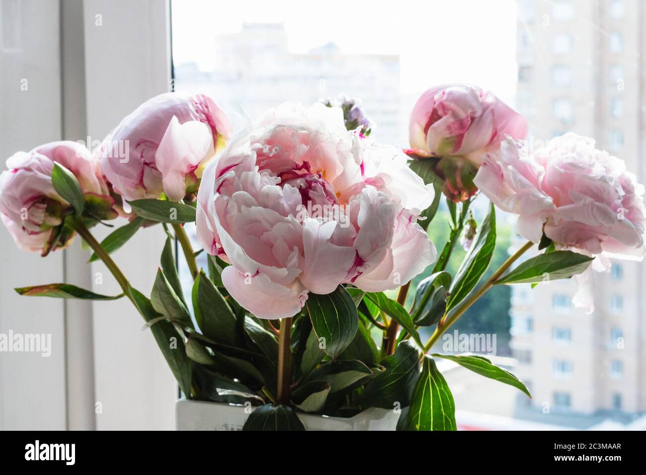 bouquet de pivoines roses fraîches dans vase sur rebord de fenêtre devant  la fenêtre de l'appartement de ville (accent sur la fleur en premier plan  Photo Stock - Alamy